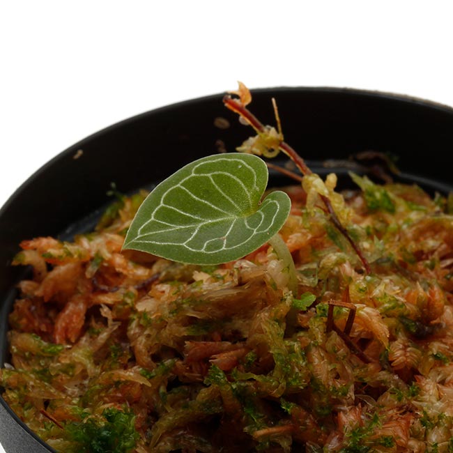 Corybas pictus [ コリバス・ピクタス ] 【 PN200411-10 】 【 奇怪で