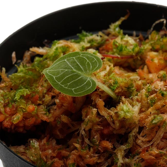 Corybas pictus [ コリバス・ピクタス ] 【 PN200411-11 】 【 奇怪で