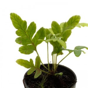 Polypodium vulgare [ �ݥ�ݥǥ����ࡦ�֥륬�� / ���������ǥ�� ]��1�ݥåȡ��� �ѥ���ꥦ�ࡢ�ӥХꥦ��˻Ȥ��䤹����ʪ ��