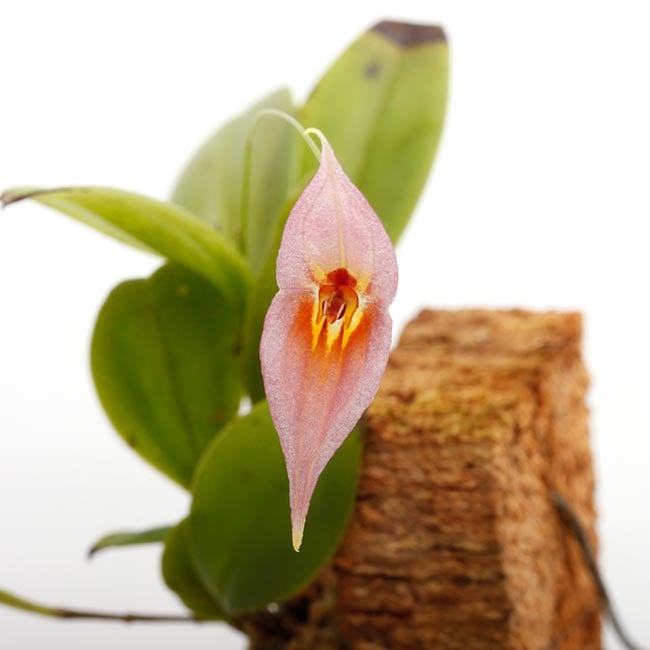 Lepanthes dalessandroi 