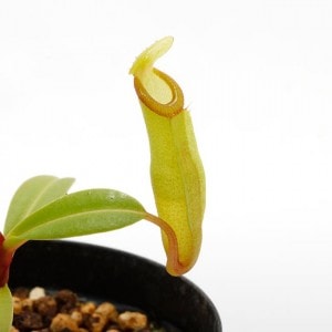Nepenthes inermis / Gunung Gadut��[ �ͥڥ�ƥ������ͥ�ߥ� ]���� PN200504-01 ��
