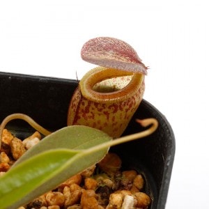 Nepenthes tenuis��[ �ͥڥ�ƥ����ƥ̥��� ]���� PN200504-02 ��