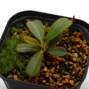 Nepenthes mollis (N. hurrelliana)��[ �ͥڥ�ƥ�����ꥹ ]���� Borneo Exotics / BE-3921 (Lot No: B3021) �ۡ� PN200205-121 ��