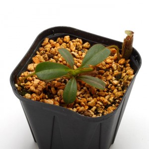 Nepenthes mollis (N. hurrelliana)��[ �ͥڥ�ƥ�����ꥹ ]���� Borneo Exotics / BE-3921 (Lot No: B3021) �ۡ� PN200205-120 ��