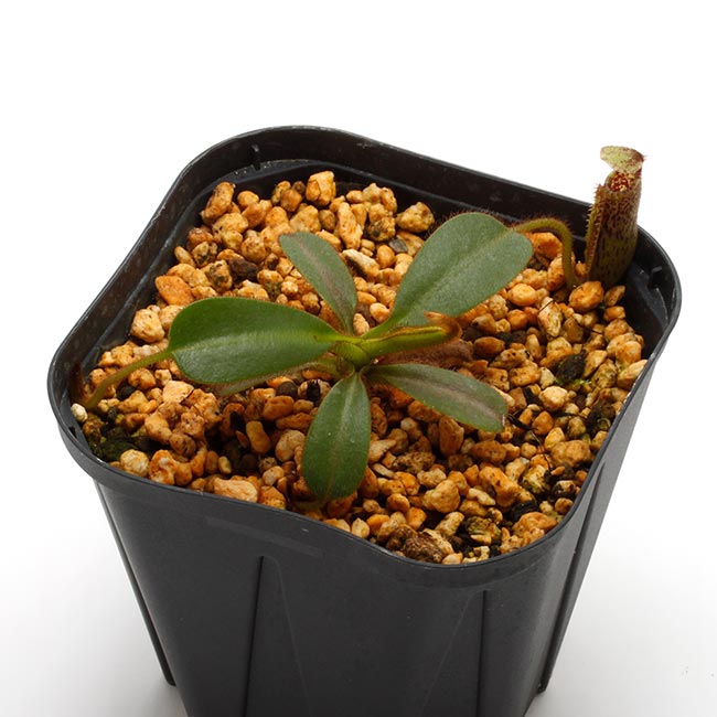 Nepenthes mollis (N. hurrelliana) [ ネペンテス・モリス