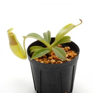 Nepenthes maxima 