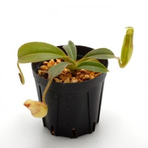 Nepenthes maxima 