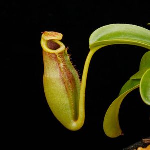 Nepenthes maxima  x (lowii x macrophylla)��[ �ͥڥ�ƥ����ޥ����� x (���������� x �ޥ����ե��� ]���� Borneo Exotics / BE-3709 �ۡ� PN260728-08 ��