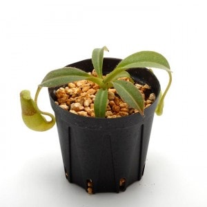 Nepenthes maxima 