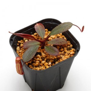 Nepenthes peltata��[ �ͥڥ�ƥ����ڥ륿�� ]���� Borneo Exotics / BE-3464 �ۡ� PN200205-67 ��