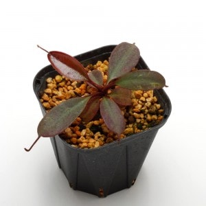 Nepenthes peltata��[ �ͥڥ�ƥ����ڥ륿�� ]���� Borneo Exotics / BE-3464 �ۡ� PN200205-70 ��