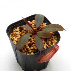 Nepenthes peltata��[ �ͥڥ�ƥ����ڥ륿�� ]���� Borneo Exotics / BE-3464 �ۡ� PN200205-69 ��