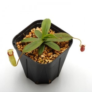 Nepenthes sibuyanensis x hamata��[ �ͥڥ�ƥ������֥�󥨥󥷥��ߥϥޥ� ]���� Borneo Exotics / BE-3562 �ۡ� PN200205-32 ��