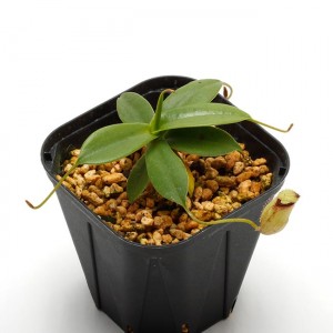 Nepenthes sibuyanensis x hamata��[ �ͥڥ�ƥ������֥�󥨥󥷥��ߥϥޥ� ]���� Borneo Exotics / BE-3562 �ۡ� PN200205-31 ��