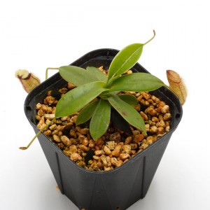 Nepenthes sibuyanensis x hamata��[ �ͥڥ�ƥ������֥�󥨥󥷥��ߥϥޥ� ]���� Borneo Exotics / BE-3562 �ۡ� PN200205-30 ��