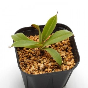Nepenthes spathulata x hamata��[ �ͥڥ�ƥ������ѥ��饿�ߥϥޥ� ]���� Borneo Exotics / BE-3793 �ۡ� PN200205-17 ��
