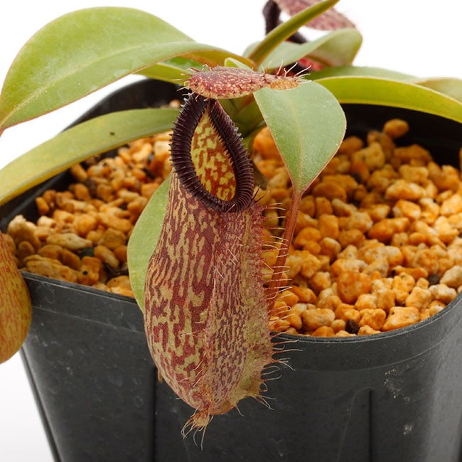 N. ventricosa Bicol， Luzon， Philippines. No.2【Nepenthes