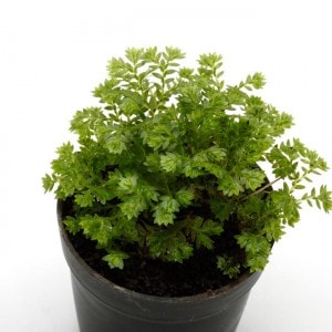 Selaginella apoda　[ セラジネラ・アポダ / クッションモス ]　1ポット　【 パルダリウム、ビバリウムに使いやすい植物 】|パルダリウム・ビバリウム用植物|植物