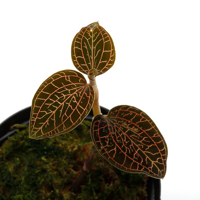 Anoectochilus sp. [ アネクトキルス sp. ] 【 PN200520-05