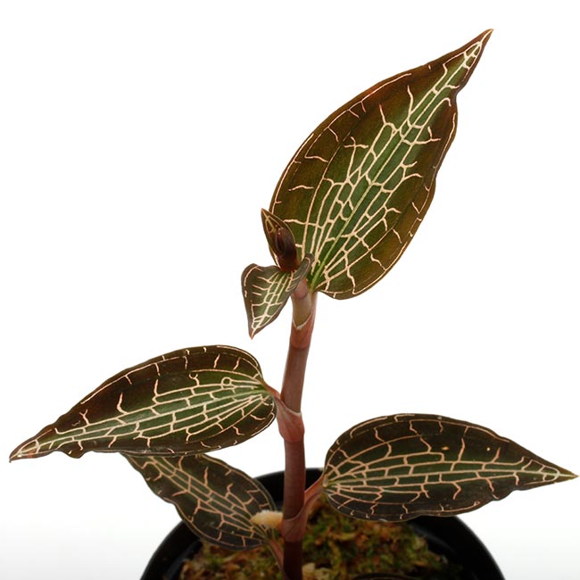 Goodyera sp. [ グッディエラ sp. ] 【 PN200520-02