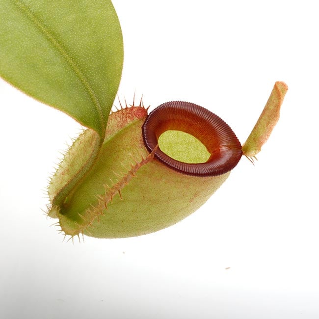アンプラリア　レッド　ネペンテス　ウツボカズラ　食虫植物 楽天市場】（食虫植物）ウツボカズラ ネペンテス レッドアラタ