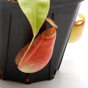 Nepenthes mirabilis var. globosa x ampullaria 
