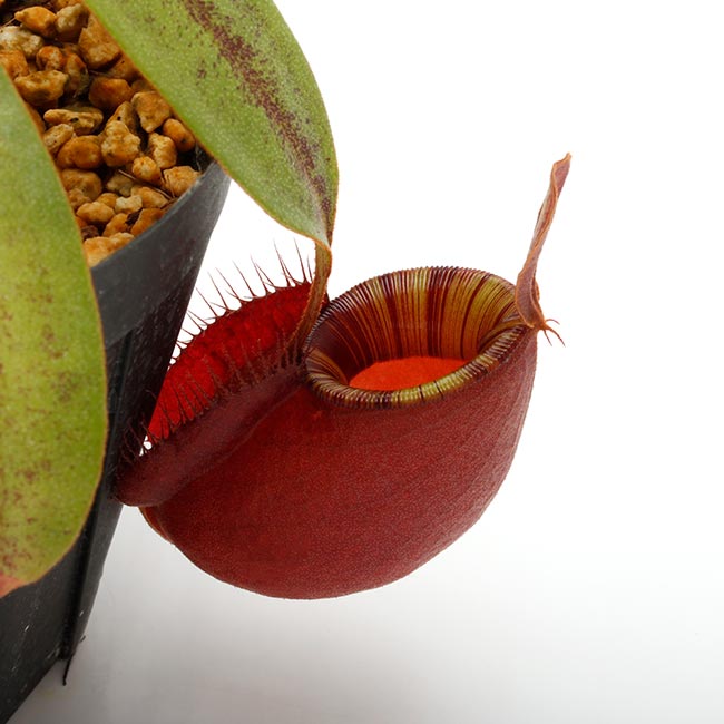 サ*バ様 食虫植物　ネペンテス　N.アンプラリア　ブラックミラクル　頂芽挿し木苗 食虫植物 ネペンテス N.アンプラリア ブラックミラクル 頂芽