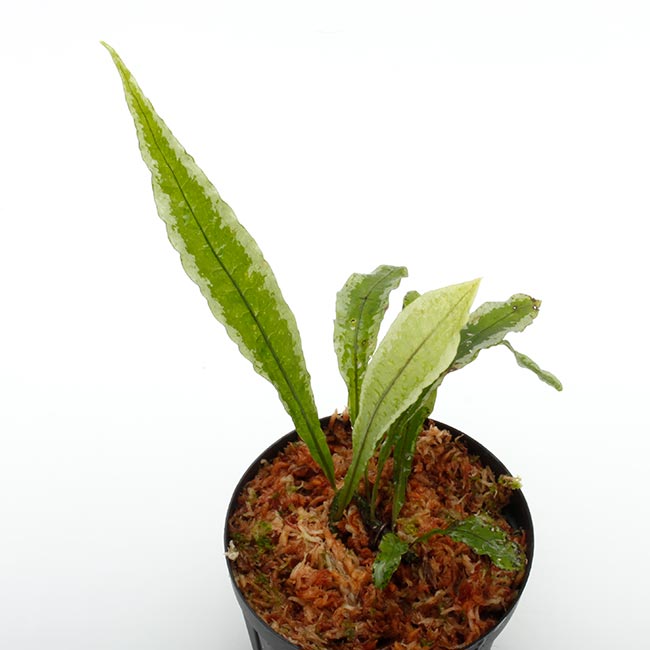 Microsorum sp. [ ミクロソラム sp. ボルネオ島 ] 【 PN200611-12