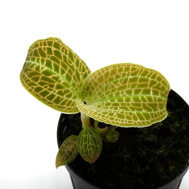 Macodes Sanderiana マコデス サンデリアーナ ジュエルオーキッド Pn0611 14 Macodes Sanderiana マコデス サンデリアーナ ジュエルオーキッド Pn0611 14