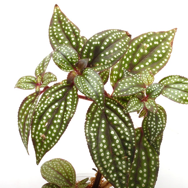 Sonerila maculata [ ソネリラ・マクラタ ] 1ポット