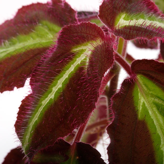 Sonerila sp. 