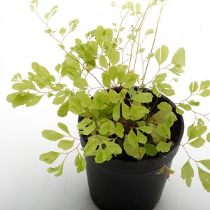 Adiantum raddianum　 Ultragracillimum  　[ アジアンタム・ラディアナム ]　1ポット　【 パルダリウム、ビバリウムに使いやすい植物 】|パルダリウム・ビバリウム用