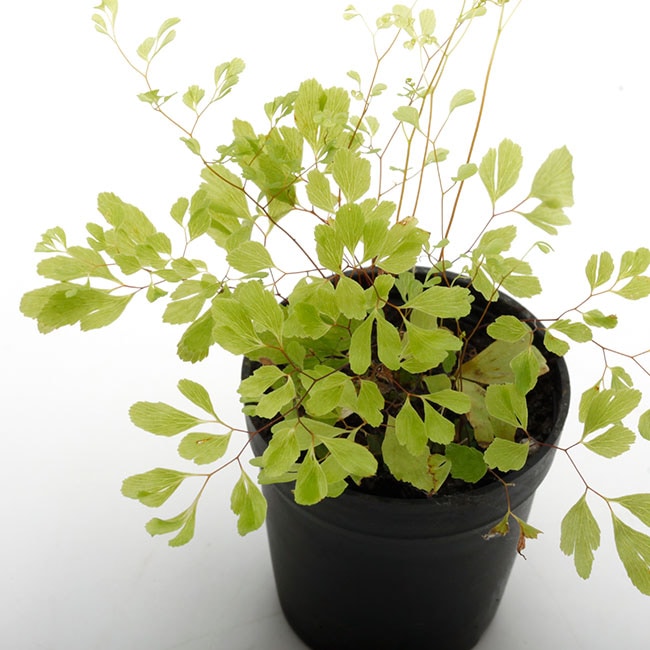 Adiantum Raddianum Ultragracillimum アジアンタム ラディアナム 1ポット パルダリウム ビバリウムに使いやすい植物