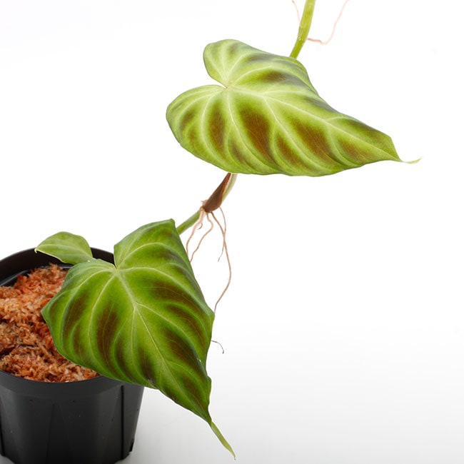 Philodendron verrucosum [ フィロデンドロン・ベルコサーム