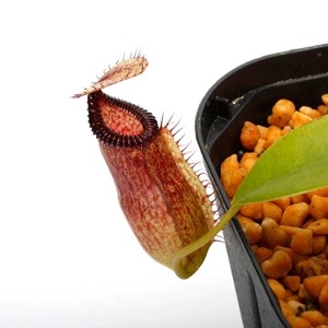 Nepenthes sibuyanensis x hamata��[ �ͥڥ�ƥ������֥�󥨥󥷥��ߥϥޥ� ]���� Borneo Exotics / BE-3562 �ۡ� PN231108-13 ��