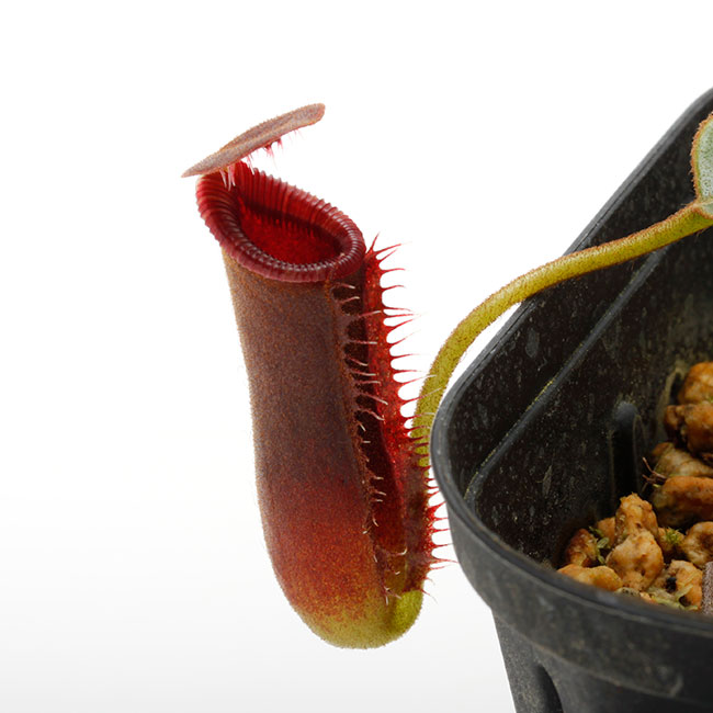 Nepenthes lowii 
