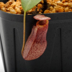 Nepenthes rajah x burbidgeae��( N. x ' alisputrana ' ) [ �ͥڥ�ƥ����饸�� x �С��ӥå����� (N. ���ꥵ�ץȥ�� ) ]���� Borneo Exotics / BE-3865 �ۡ� PN200205-06 ��