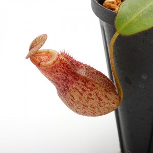 Nepenthes rajah x burbidgeae��( N. x ' alisputrana ' ) [ �ͥڥ�ƥ����饸�� x �С��ӥå����� (N. ���ꥵ�ץȥ�� ) ]���� Borneo Exotics / BE-3865 �ۡ� PN200205-05 ��