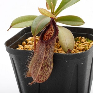Nepenthes spathulata x hamata��[ �ͥڥ�ƥ������ѥ��饿�ߥϥޥ� ]���� Borneo Exotics / BE-3793 �ۡ� PN200205-18 ��