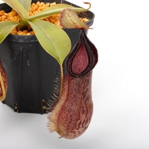 Nepenthes spathulata x hamata��[ �ͥڥ�ƥ������ѥ��饿�ߥϥޥ� ]���� Borneo Exotics / BE-3793 �ۡ� PN200205-22 ��