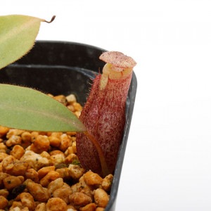 Nepenthes rajah x burbidgeae��( N. x ' alisputrana ' ) [ �ͥڥ�ƥ����饸�� x �С��ӥå����� (N. ���ꥵ�ץȥ�� ) ]���� Borneo Exotics / BE-3931 �ۡ� PN200205-12 ��