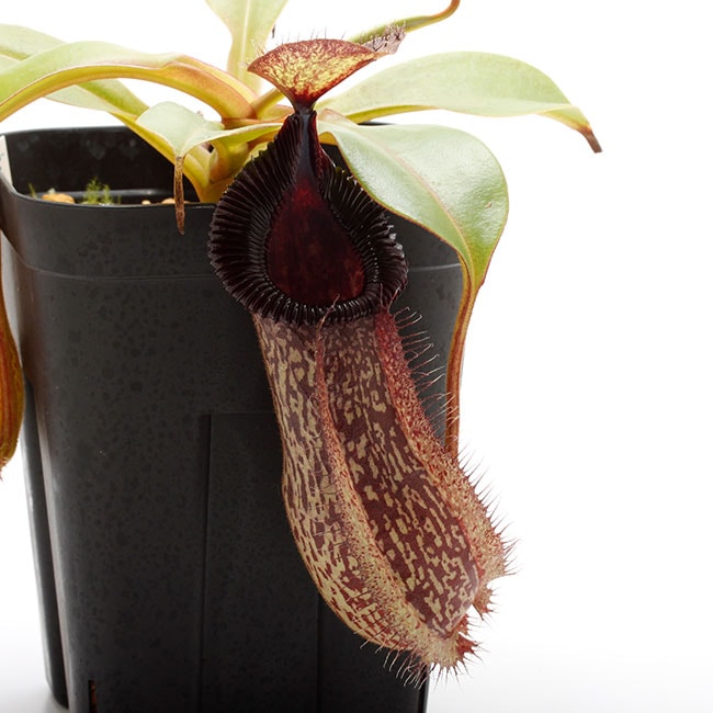 Nepenthes hamata x robcantleyi [ ネペンテス・ハマタ×ロブキャン