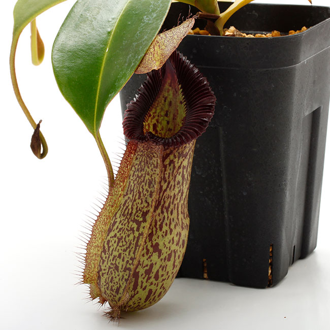 Nepenthes hamata×robcantleyi ウツボカズラ 食虫植物 ネペンテス no2