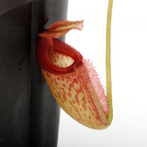 Nepenthes rajah x ( burbidgeae x edwardsiana ) ��[ �ͥڥ�ƥ����饸���(�С��ӥå������ߥ��ɥ�ɥ�����) ]���� Borneo Exotics / BE-3902 /  (Lot No: B1211) �ۡ� PN200722-05 ��