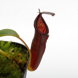 Nepenthes izumiae x inermis ��[ �ͥڥ�ƥ��������ߥ��� x ���ͥ�ߥ� ]���� PN200722-07 ��