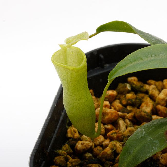 Nepenthes campanulata [ ネペンテス・カンパニュラタ ] 【 Borneo