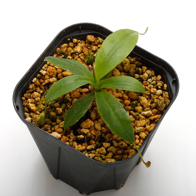 Nepenthes campanulata [ ネペンテス・カンパニュラタ ] 【 Borneo