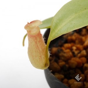 Nepenthes madagascarensis��[ �ͥڥ�ƥ����ޥ��������ꥨ�󥷥� ]���� Borneo Exotics / BE-3247 �ۡ�1�ݥå�