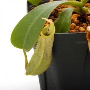 Nepenthes veitchii��