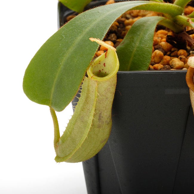 Nepenthes veitchii 